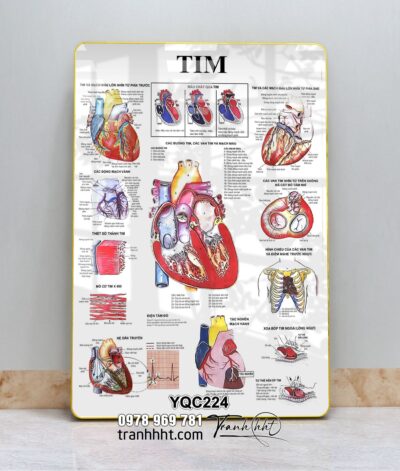 Tranh Y Khoa YQC224