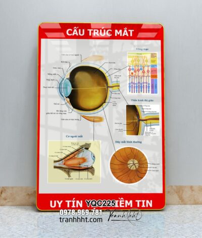 Tranh Y Khoa YQC225