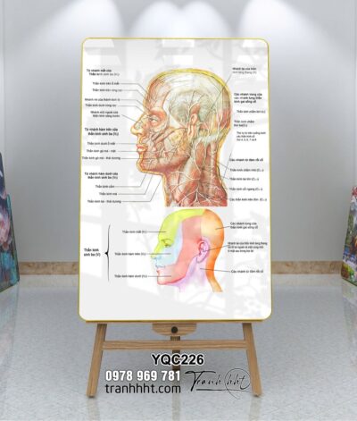 Tranh Y Khoa YQC226