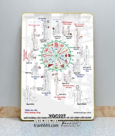 Tranh Y Khoa YQC227