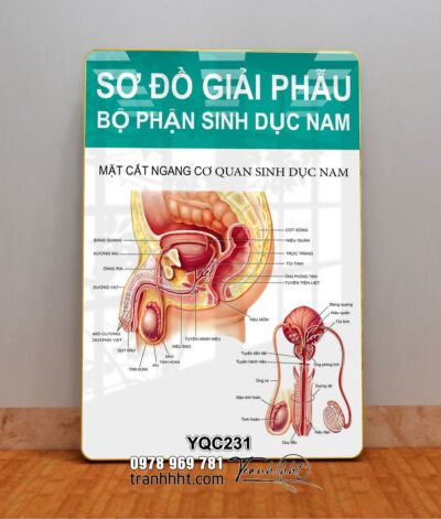 Tranh Y Khoa YQC231