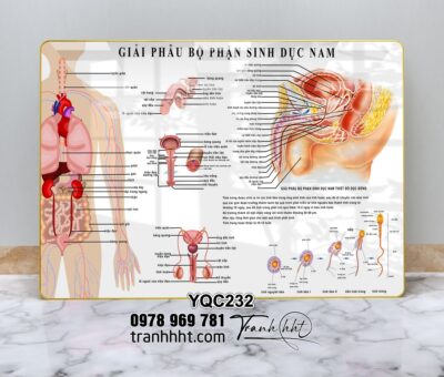 Tranh Y Khoa YQC232