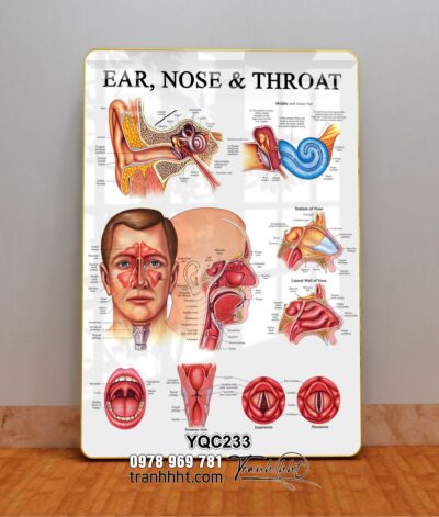 Tranh Y Khoa YQC233