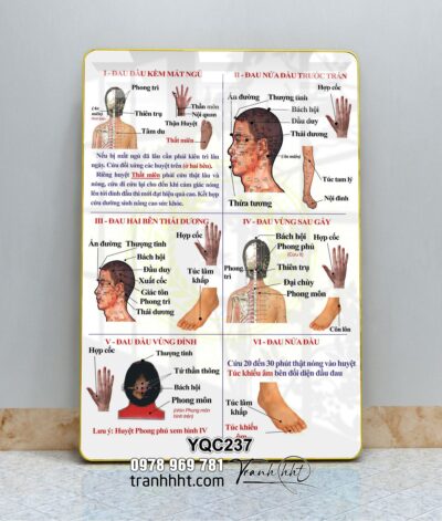 Tranh Y Khoa YQC237