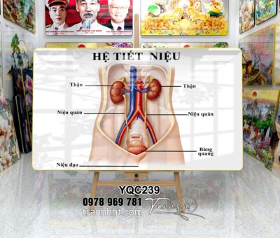 Tranh Y Khoa YQC239