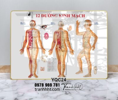 Tranh Y Khoa YQC24