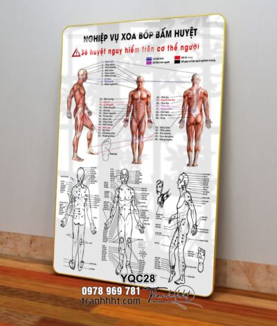 Tranh Y Khoa YQC28