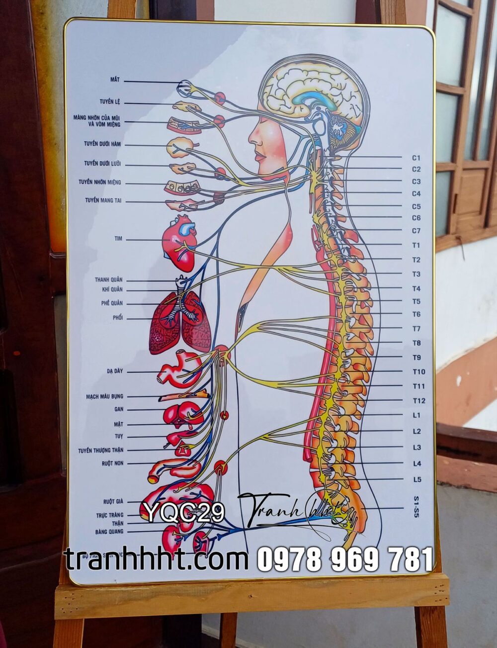 Tranh phòng khám y khoa, Tranh Y Khoa hệ thần kinh trung ương và ngoại biên tráng gương treo tường YQC29