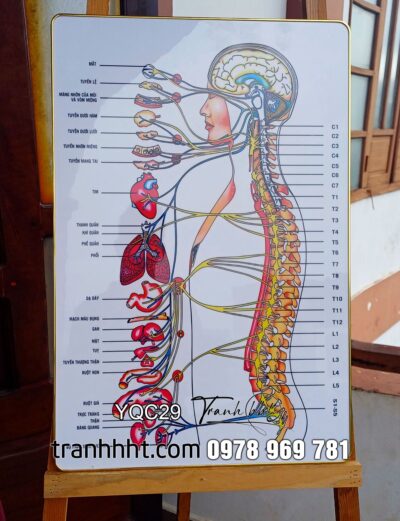 Tranh phòng khám y khoa, Tranh Y Khoa hệ thần kinh trung ương và ngoại biên tráng gương treo tường YQC29