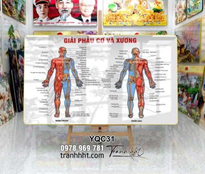 Tranh Y Khoa YQC31