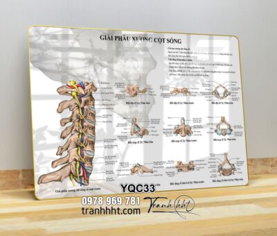 Tranh Y Khoa YQC33