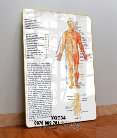 Tranh Y Khoa YQC34