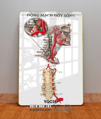 Tranh Y Khoa YQC38