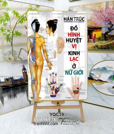 Tranh Y Khoa YQC39