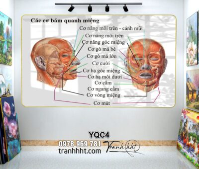 Tranh Y Khoa YQC4