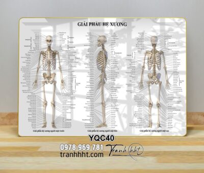 Tranh Y Khoa YQC40