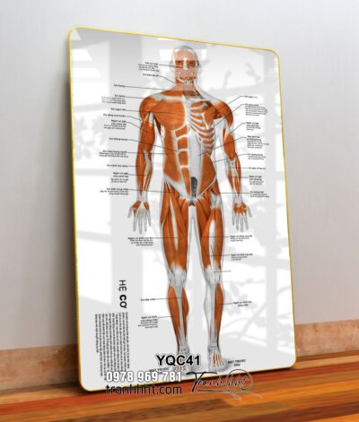 Tranh Y Khoa YQC41