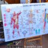 Tranh phòng khám y khoa, Tranh Y khoa hệ cơ xương thần kinh tủy sống tráng gương treo tường YQC43