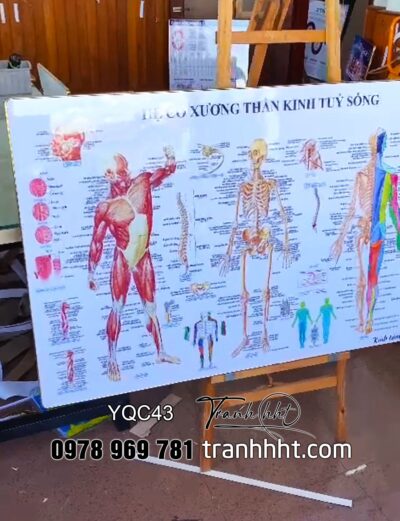 Tranh phòng khám y khoa, Tranh Y khoa hệ cơ xương thần kinh tủy sống tráng gương treo tường YQC43