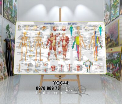 Tranh Y Khoa YQC44
