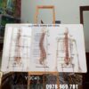 Tranh phòng khám y khoa, tranh phòng khám bác sĩ, Tranh Y khoa huyệt đạo trị liệu giải phẫu xương cột sống tráng gương treo tường YQC45