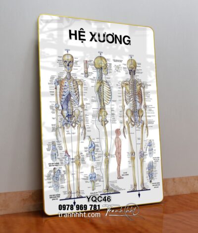 Tranh Y Khoa YQC46