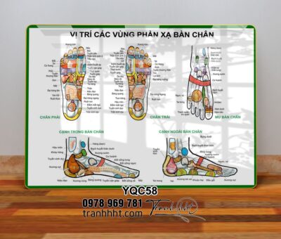 Tranh Y Khoa YQC58