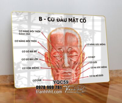 Tranh Y Khoa YQC59