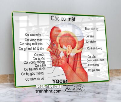 Tranh Y Khoa YQC61