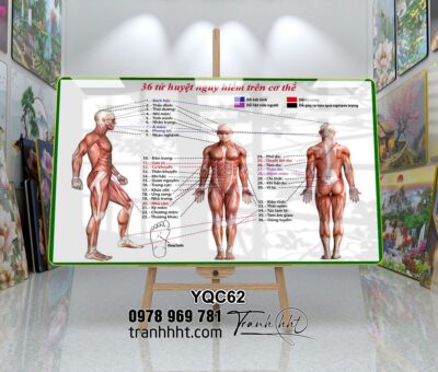 Tranh Y Khoa YQC62