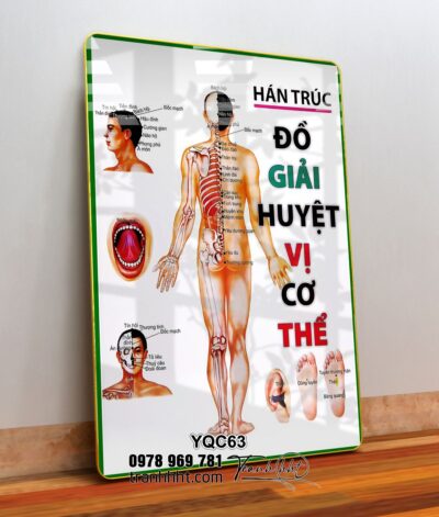 Tranh Y Khoa YQC63