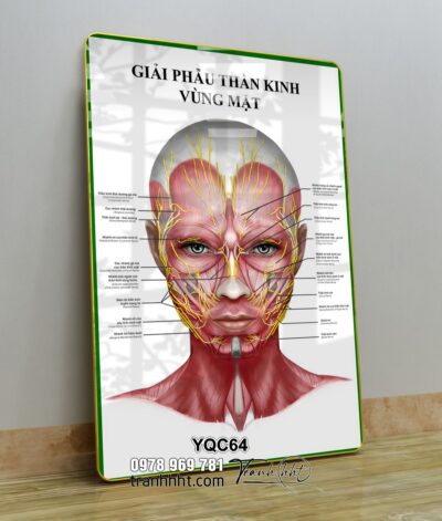 Tranh Y Khoa YQC64