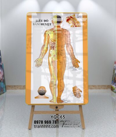 Tranh Y Khoa YQC65