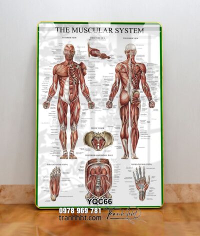 Tranh Y Khoa YQC66