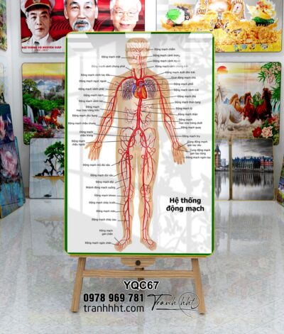 Tranh Y Khoa YQC67