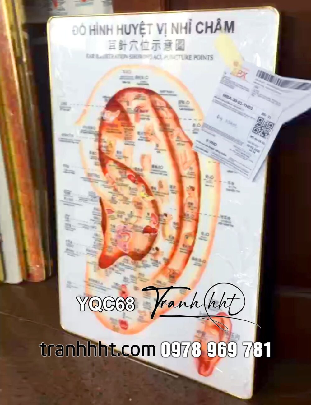Tranh phòng khám tai mũi họng, Tranh treo tường Y khoa đồ thị huyệt vị nhỉ châm ghi chú 3 thứ tiếng tráng gương YQC68