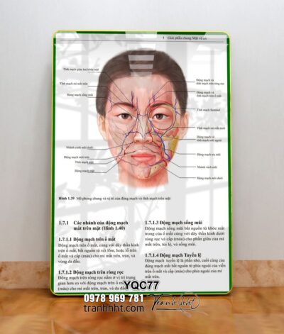Tranh Y Khoa YQC77