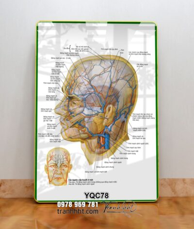 Tranh Y Khoa YQC78