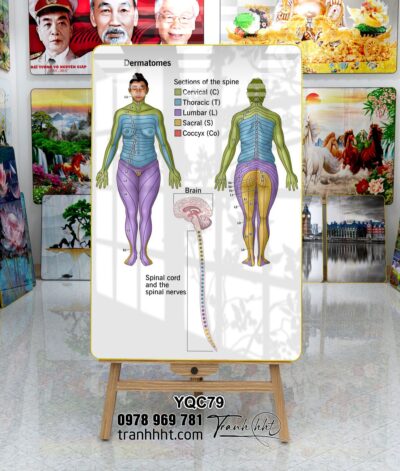 Tranh Y Khoa YQC79