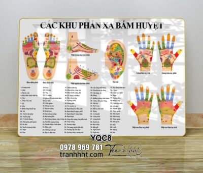 Tranh Y Khoa YQC8