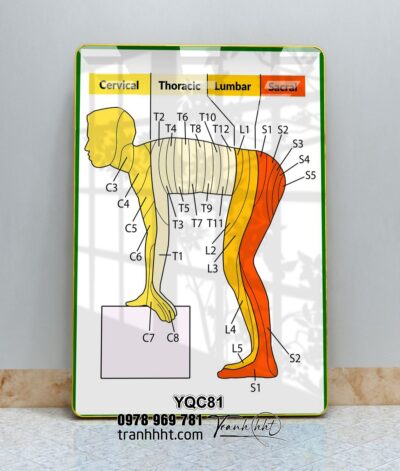 Tranh Y Khoa YQC81