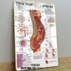 Tranh phụ khoa, tranh phụ sản, Tranh Y khoa cấu tạo quá trình hình thai nhi và sinh đẻ tráng gương treo tường YQC82