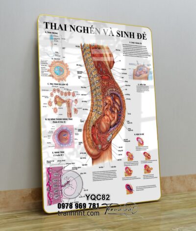 Tranh phụ khoa, tranh phụ sản, Tranh Y khoa cấu tạo quá trình hình thai nhi và sinh đẻ tráng gương treo tường YQC82