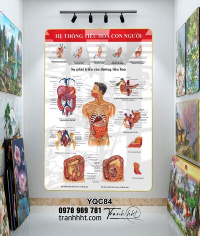 Tranh Y Khoa YQC84