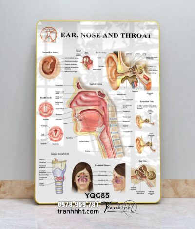 Tranh Y Khoa YQC85