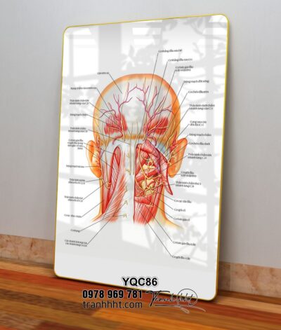 Tranh Y Khoa YQC86