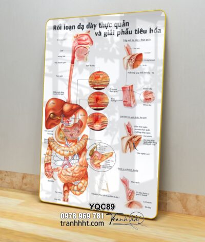 Tranh Y Khoa YQC89