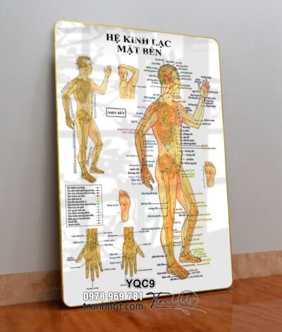 Tranh Y Khoa YQC9