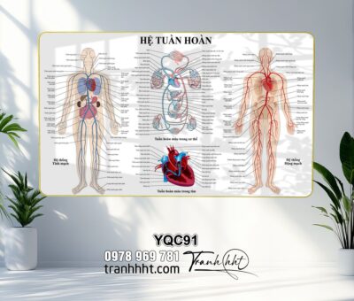 Tranh Y Khoa YQC91