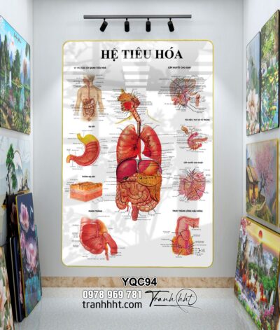 Tranh Y Khoa YQC94